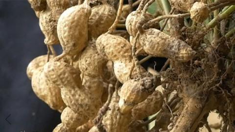 からいり 落花生 2種 3袋 詰合せ ( 化粧箱入 ) 野菜 豆 特産品 農園 自家栽培 ピーナッツ ピーナツ 源太豆 ふる里の味 おつまみ ビールのお供 国産 茨城 ギフト 贈答用