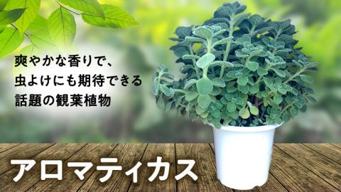 アロマティカス 1鉢 観葉植物 育てやすい 虫よけ ガーデニング 植物