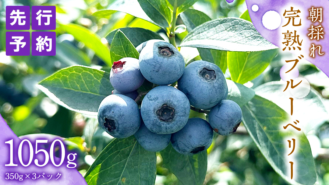 ≪先行予約≫ 朝採れ 完熟 ブルーベリー 1,050g （ 350g × 3パック ） 【 2026年 6月上旬頃より発送開始 】 数量限定 冷蔵 ベリー 甘い 甘酸っぱい 完熟 新鮮 フルーツ 果物