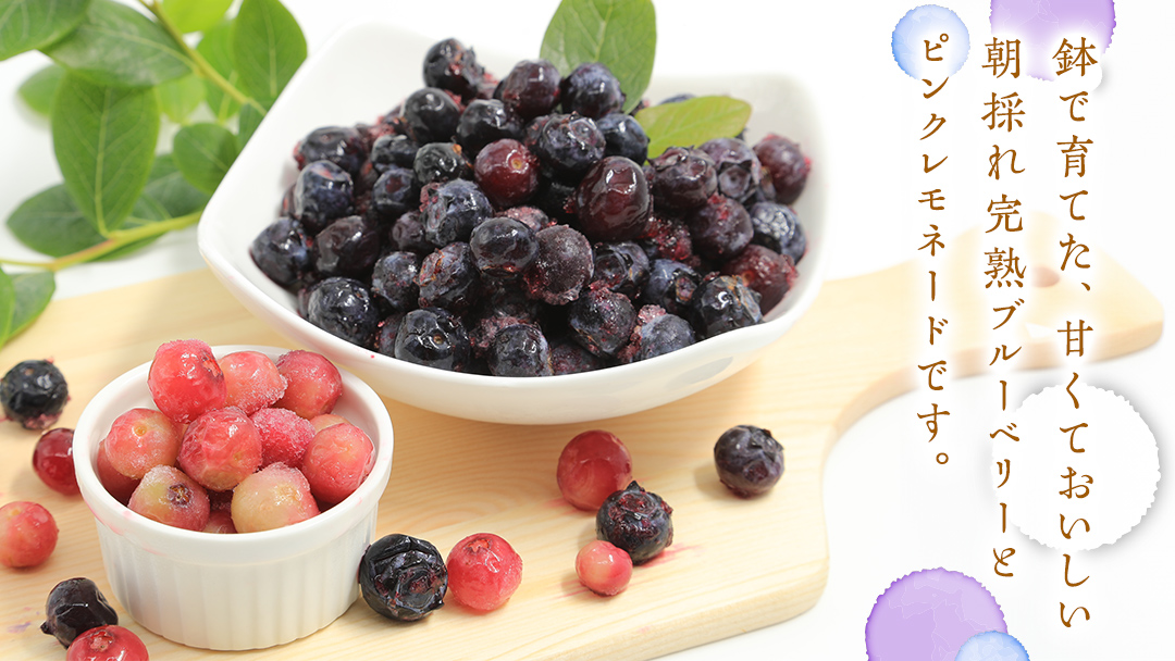 ≪先行予約≫ 【 数量限定 】 朝採れ 完熟 ブルーベリー 700g と ピンクレモネード 350g の 詰合せ セット 食べ比べ (1パックあたり 350g )  【 2026年 6月上旬頃より発送開始 】 数量限定 冷蔵 ベリー 甘い 甘酸っぱい 完熟 新鮮 フルーツ 果物 くだもの 贈り物 贈答 ギフト 国産 茨城 農園 産地直送