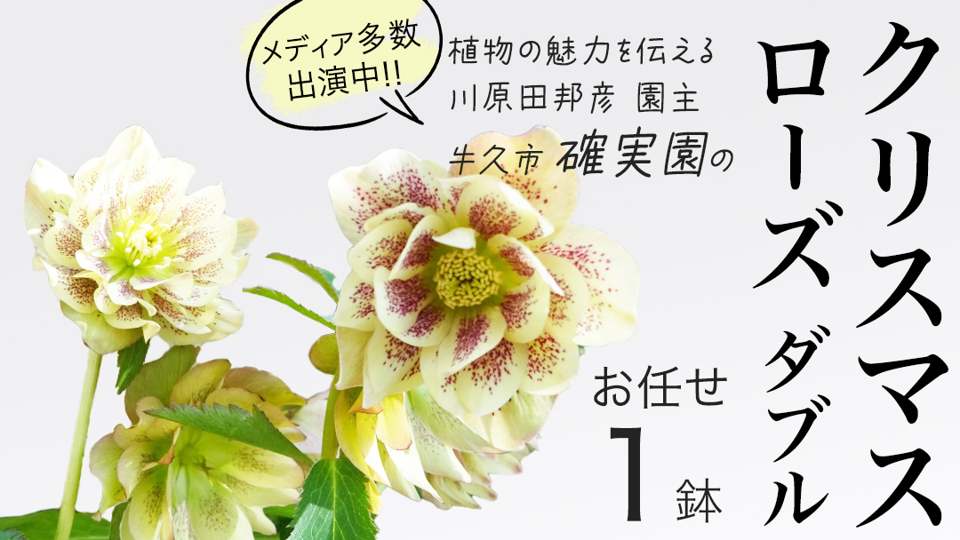 《 先行予約 》 【 確実園 オリジナル 】 クリスマスローズ ダブル（ おまかせ 1点 ） ガーデニング 花 はな フラワー 鉢 鉢植え
