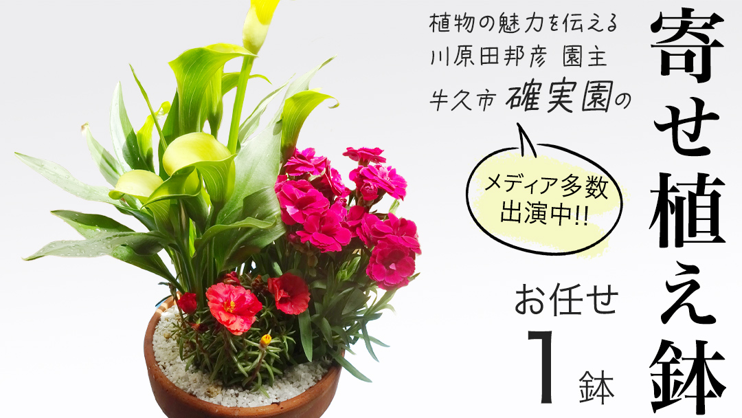 【 確実園 オリジナル 】寄せ植え（おまかせ1点） ガーデニング 花 はな フラワー 鉢 鉢植え