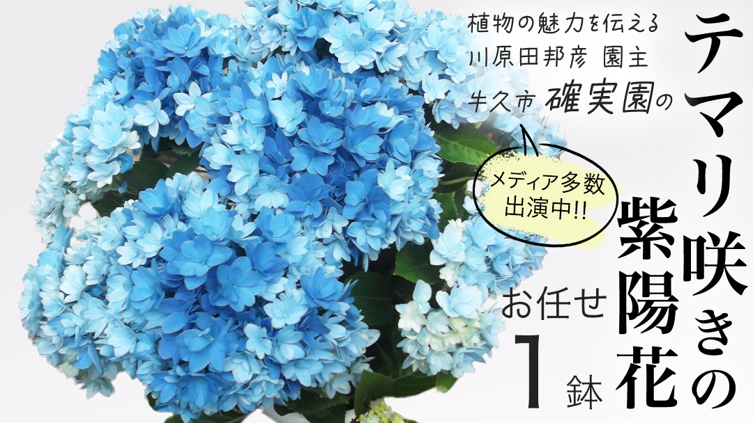 ≪先行予約≫ アジサイ テマリ咲き【 おまかせ 1点 】【2026年4月上旬頃より発送開始】植物 花 インテリア フラワー 紫陽花 お花 園芸 初夏 贈り物 ギフト ガーデニング