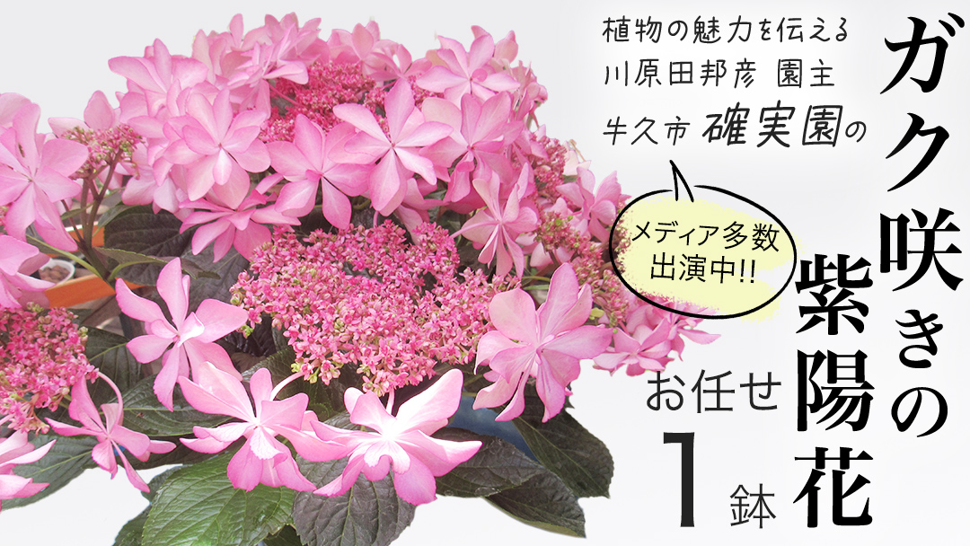 ≪先行予約≫アジサイ ガク咲き 【 おまかせ 1点 】【2026年4月上旬頃より発送開始】 植物 花 インテリア フラワー 紫陽花 お花 園芸 初夏 梅雨 ガーデニング