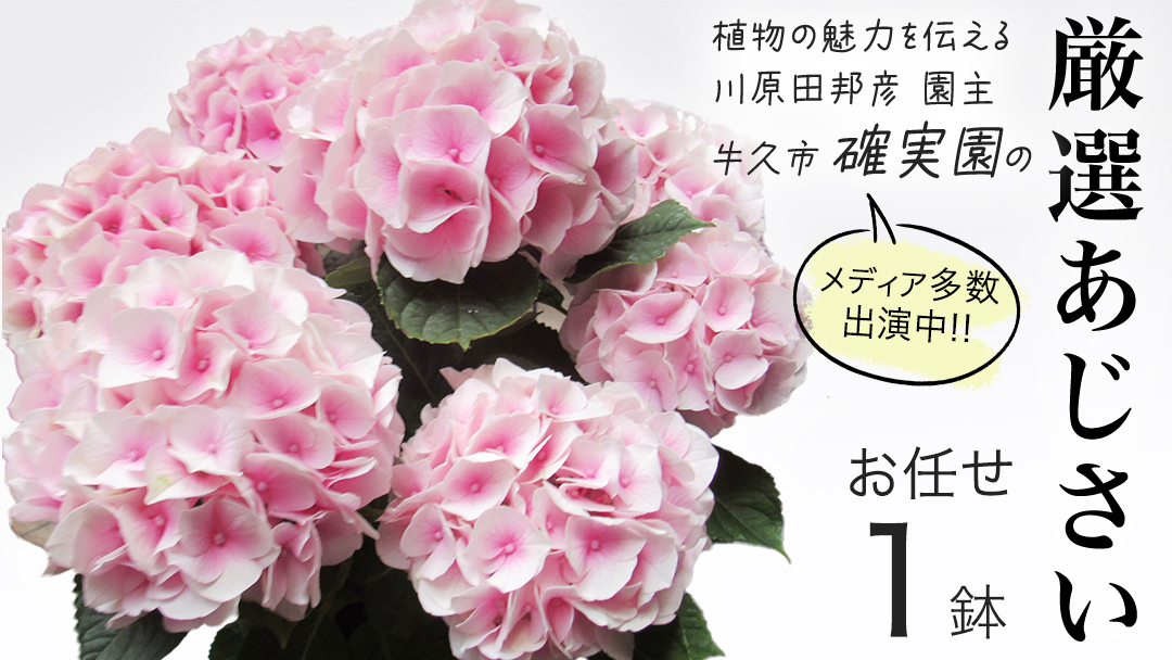 ≪先行予約≫アジサイ 【 おまかせ 1点 】【2026年4月上旬頃より発送開始】 植物 花 インテリア フラワー 紫陽花 お花 園芸 初夏 梅雨 ガーデニング