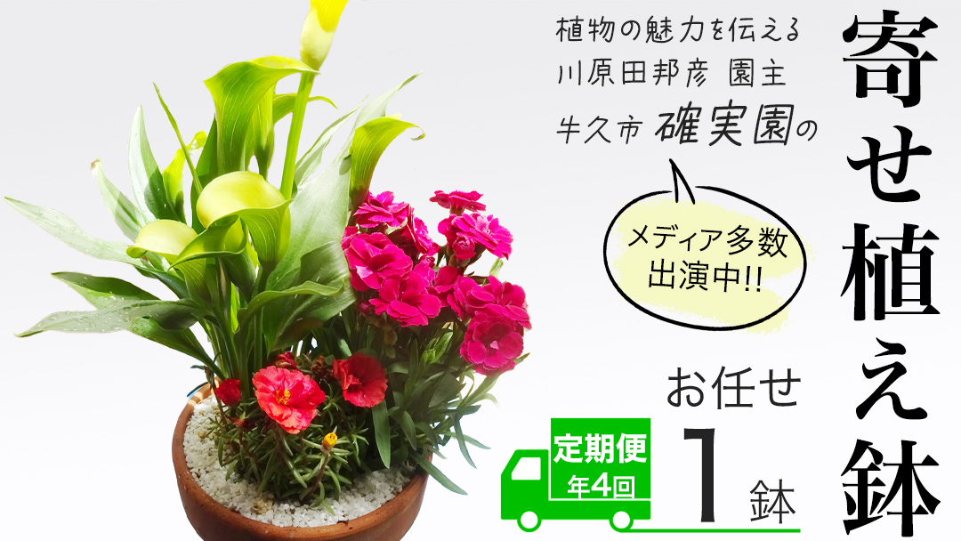 《 3ヶ月に1回お届け！年4回 定期便 》【 確実園 オリジナル 】 寄せ植え （おまかせ1点） ガーデニング 花 はな フラワー 鉢 鉢植え