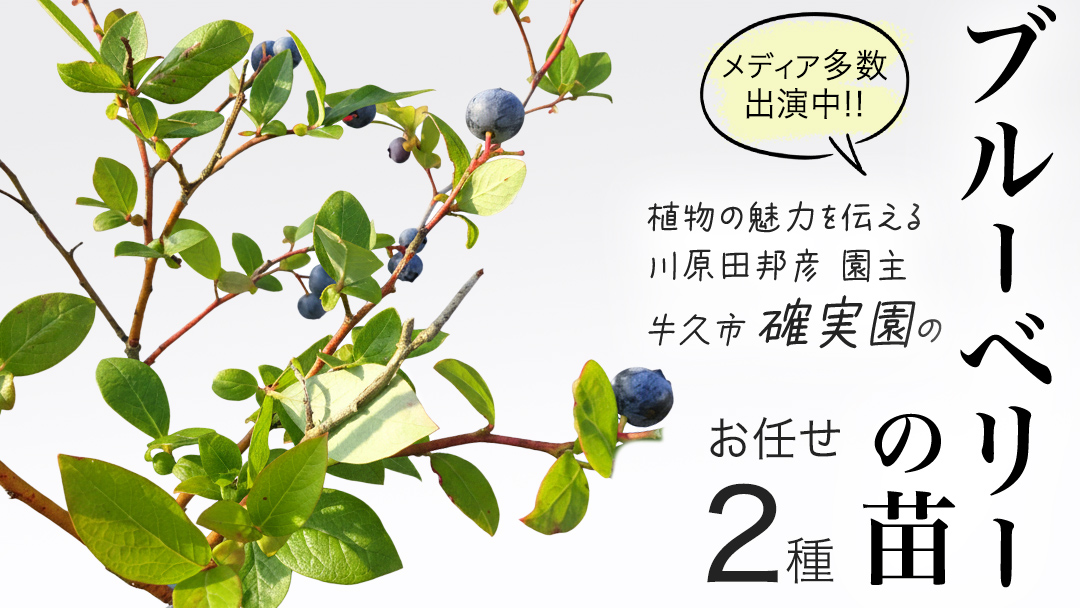 ブルーベリー の 苗 2品種セット （品種おまかせ） ラビットアイ系 ハイブッシュ系サザン サザンハイブッシュ系 苗 庭木 果樹 ガーデニング