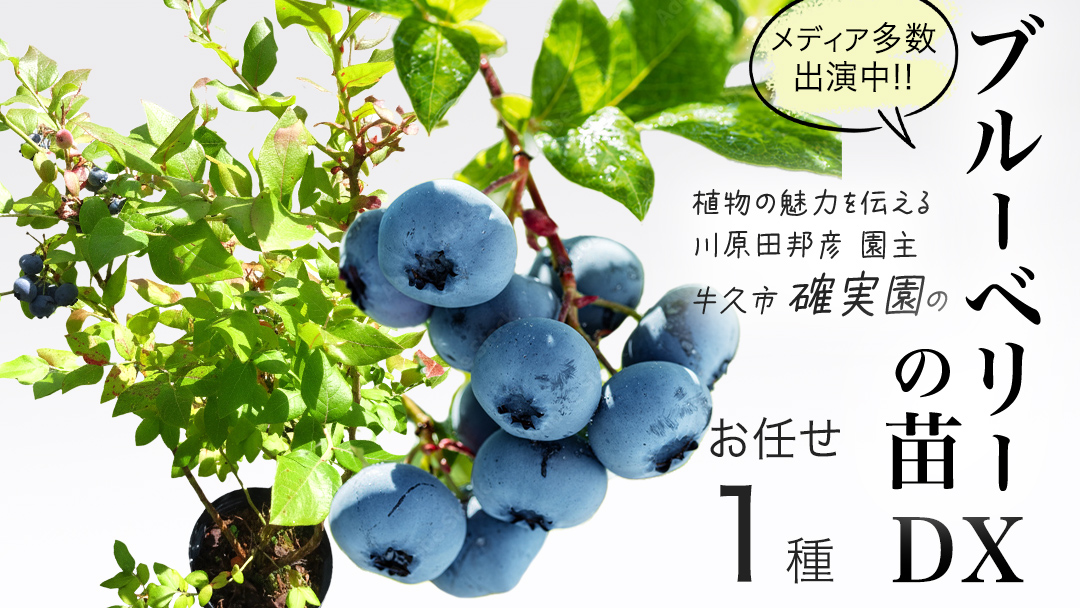 ブルーベリー の 苗 DX 1品種 （品種おまかせ） ラビットアイ系 ハイブッシュ系サザン サザンハイブッシュ系 苗 庭木 果樹 ガーデニング
