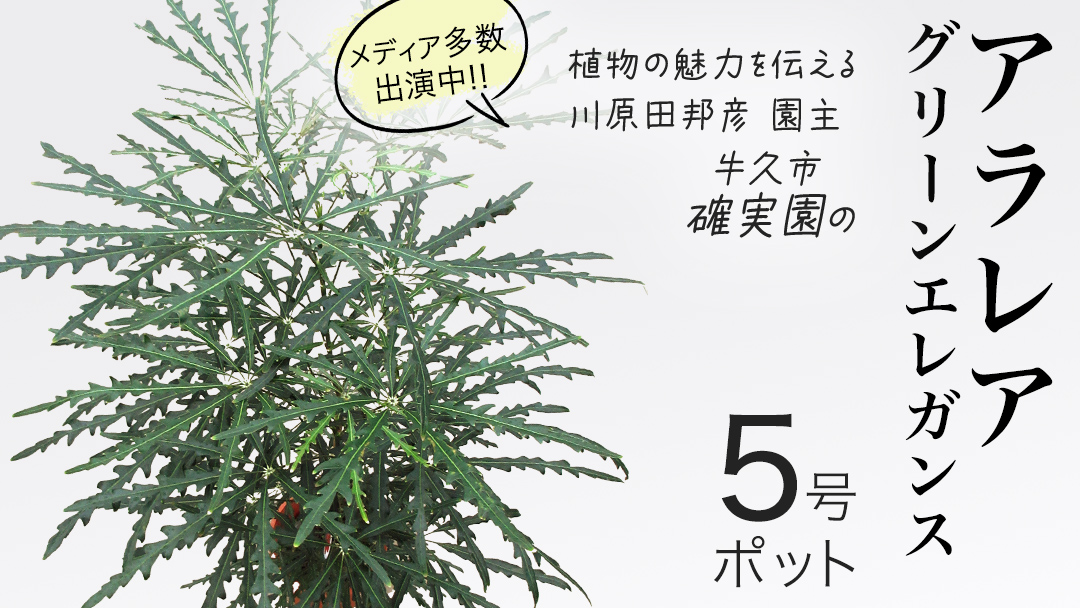 アラレア グリーンエレガンス 5号ポット 1点 家庭 で 園芸 鉢植え 苗 庭木 果樹 ガーデニング 植物 確実園 観葉植物 インテリア 植木鉢