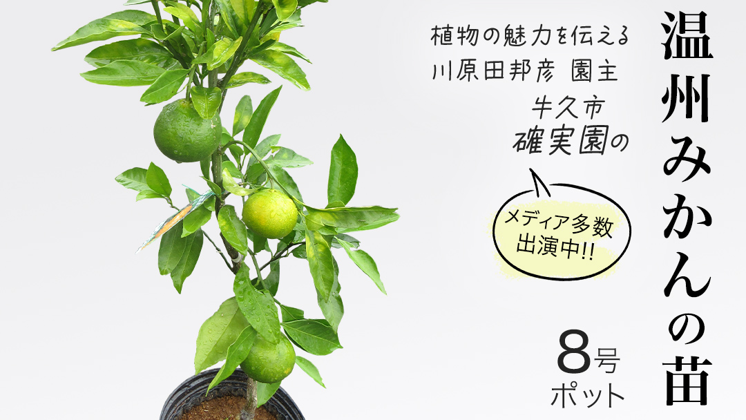 温州 みかん の 苗  8号ポット 1点 苗木 庭木 果樹 ガーデニング 家庭菜園 園芸 鉢植え 庭木 果物 くだもの  観葉植物 インテリア 植木鉢
