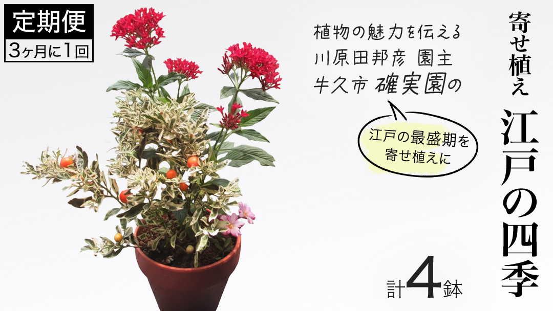寄せ植え 江戸の四季 【 3ヶ月に1回お届け (全4回お届け) 】 植物 季節 旬 ガーデニング インテリア 定期便