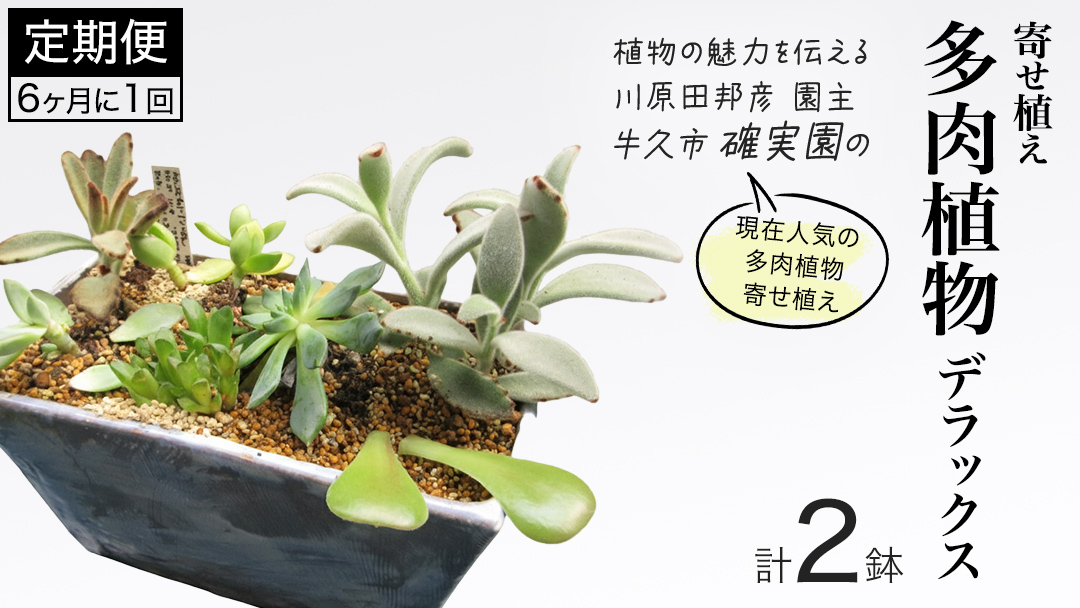 寄せ植え 多肉植物 デラックス 【 半年に1回お届け（全2回お届け）】  植物 観葉植物 インテリア 多肉 定期便