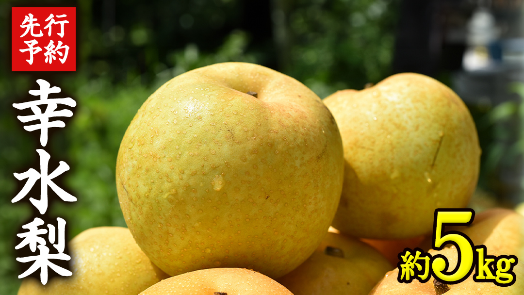 ≪先行予約≫ 茨城県産 梨 幸水 （約 5kg） 【 2026年 8月下旬頃より発送開始 】 梨 なし 果物 フルーツ 新鮮 旬 期間限定 甘い 国産
