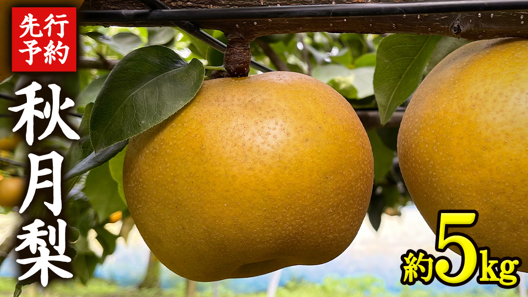 《 先行予約 》 茨城県産 梨 秋月 （ 約5kg ） 【 2026年 9月上旬頃より発送開始 】 あきづき アキヅキ フルーツ 果物 なし ナシ 旬 新鮮 旬 期間限定 国産