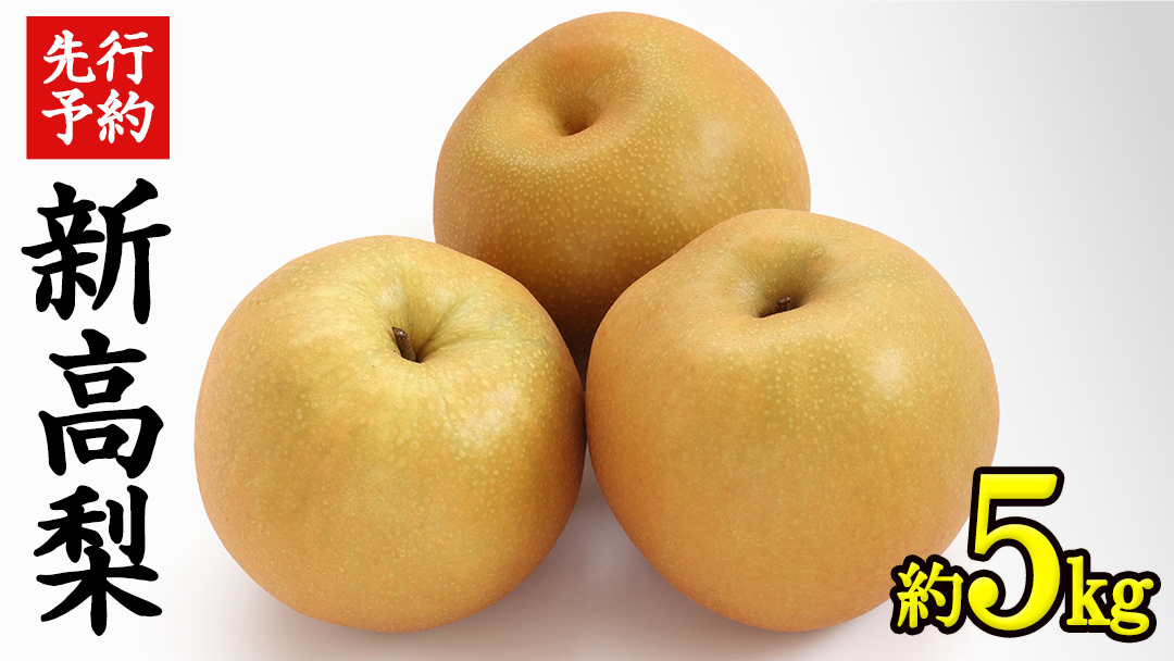 《 先行予約 》 茨城県産 梨 新高 （ 約5kg ） 【 2026年 9月中旬頃より発送開始 】  にいたか ニイタカ フルーツ 果物 なし ナシ 旬 新鮮 旬 期間限定 国産