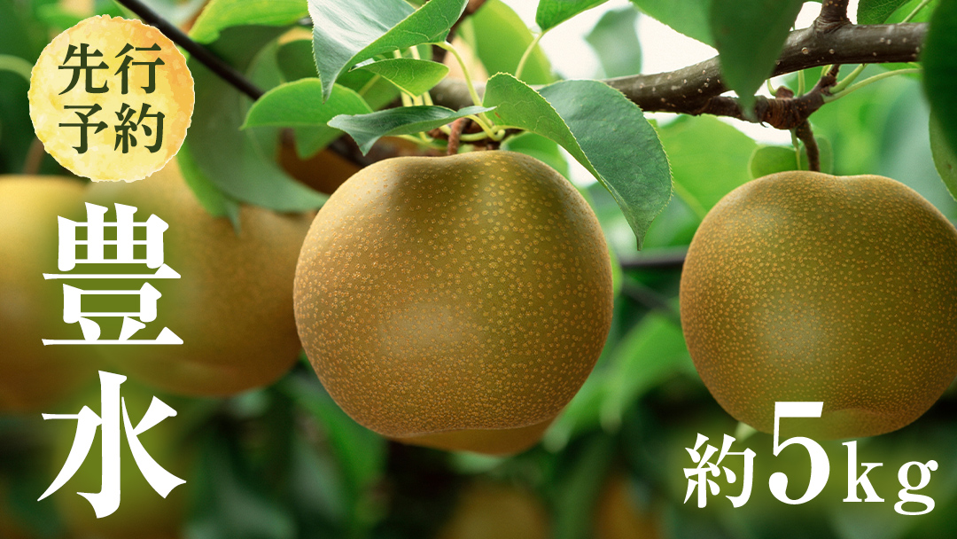 【 2026年8月下旬発送開始 】 茨城県産 梨 豊水 （約 5kg ） 10～14玉 梨 なし 和梨 日本梨 果物 フルーツ 新鮮 旬 期間限定 国産 先行予約