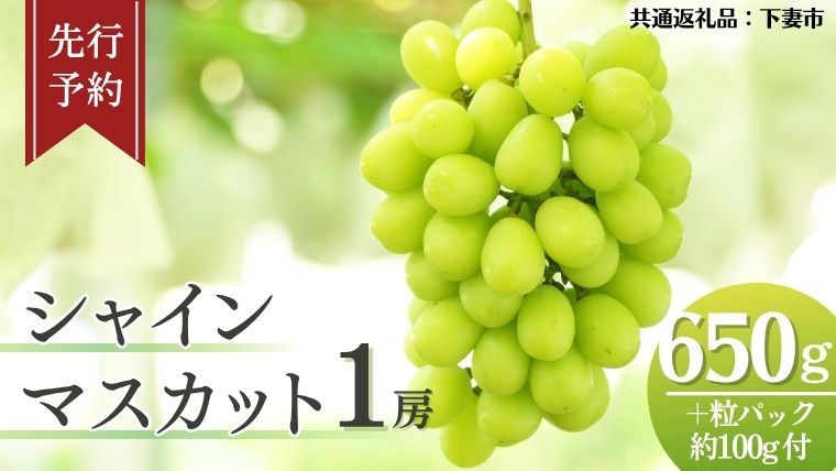 《 先行予約 》 シャインマスカット 1房 ( 約650g + 粒パック 約100g付 )【2026年8月下旬頃発送開始】 ( 共通返礼品：下妻市 ) フルーツ 果物 マスカット ぶどう 葡萄 ブドウ 旬 国産 産地直送 化粧箱 ギフト 【石﨑ぶどう園】