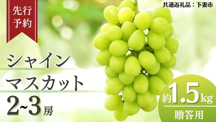 《 先行予約 》 シャインマスカット 2～3房 ( 約 1.5kg )  贈答用 【2026年8月下旬頃発送開始】 ( 共通返礼品：下妻市 )フルーツ 果物 マスカット ぶどう 葡萄 ブドウ 旬 国産 産地直送 化粧箱 ギフト