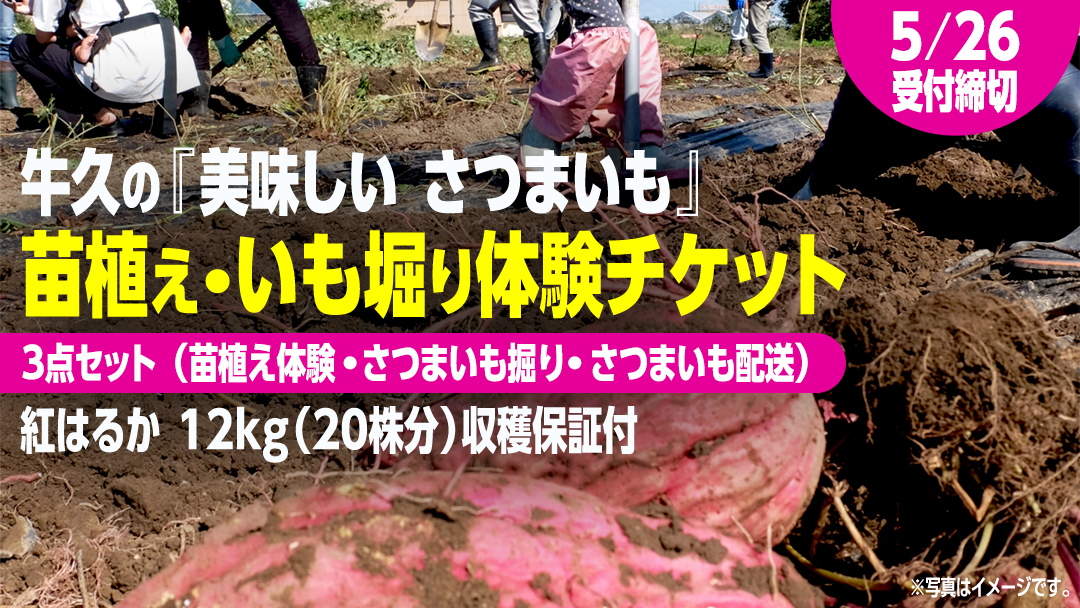牛久 の『美味しい さつまいも』苗植え・収穫体験付【 苗植え体験 ・ さつまいも掘り ・ 配送付 】3点セット の 体験チケット ( 紅はるか 12kg収穫保証付 ) 体験 収穫 野菜 やさい 芋堀 いもほり 紅はるか