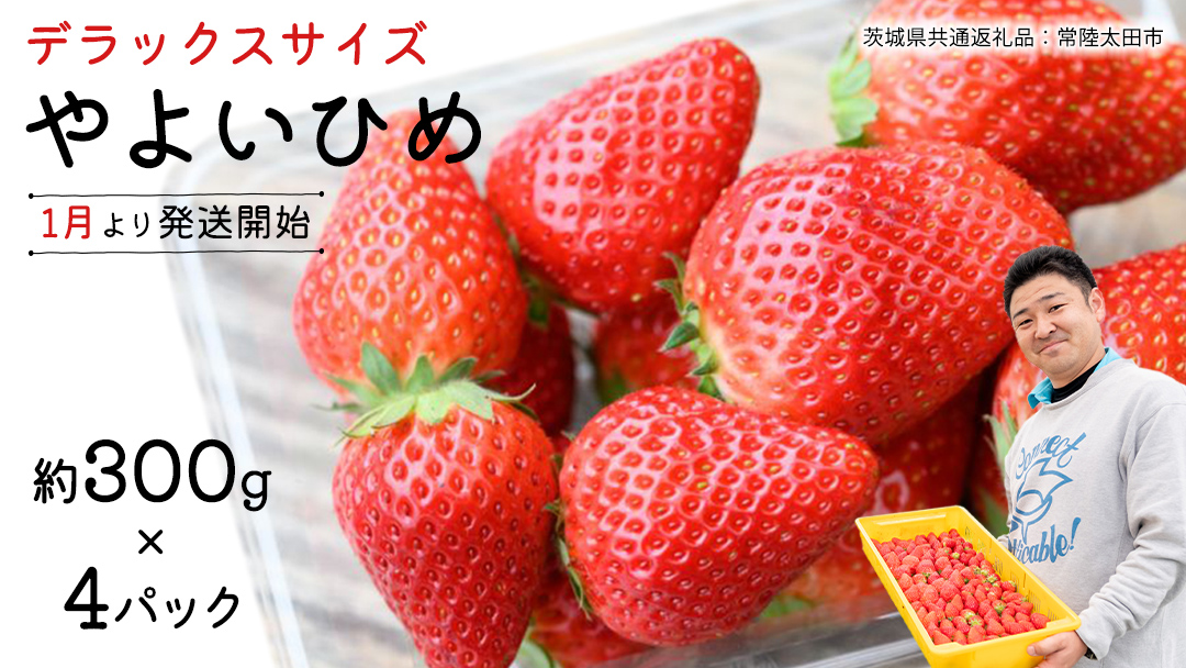 【 先行予約 】 やよいひめ ( 4パック ) 特大 デラックス サイズ 【 2026年1月から発送開始 】 ( 茨城県共通返礼品 : 常陸太田市 ) 約 300g × 4 パック やよいひめ ヤヨイヒメ 弥生姫 いちご 数量限定 果物 くだもの フルーツ 苺 イチゴ 期間限定