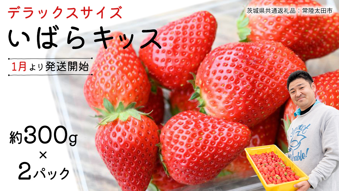 【 先行予約 】 いばらキッス ( 2パック )　特大 デラックスサイズ 【 2026年1月から発送開始 】 ( 茨城県共通返礼品 : 常陸太田市 ) 約 300g × 2 パック いばらキッス いばらきっす いちご 数量限定 果物 くだもの フルーツ 苺 イチゴ 期間限定