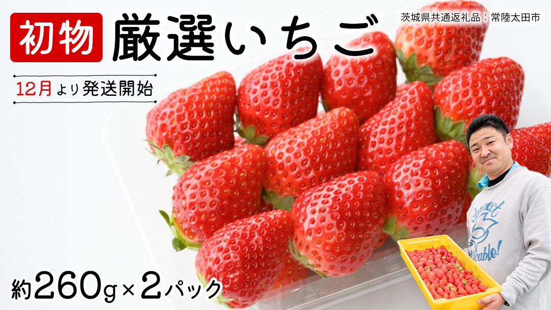 【 先行予約 】 初物 厳選いちご ( 2パック ×1箱 )【12月発送】( 茨城県共通返礼品 : 常陸太田市 ) いちご 数量限定 果物 くだもの フルーツ 苺 イチゴ ストロベリー 旬 厳選 いばらキッス ひたち姫 やよいひめ