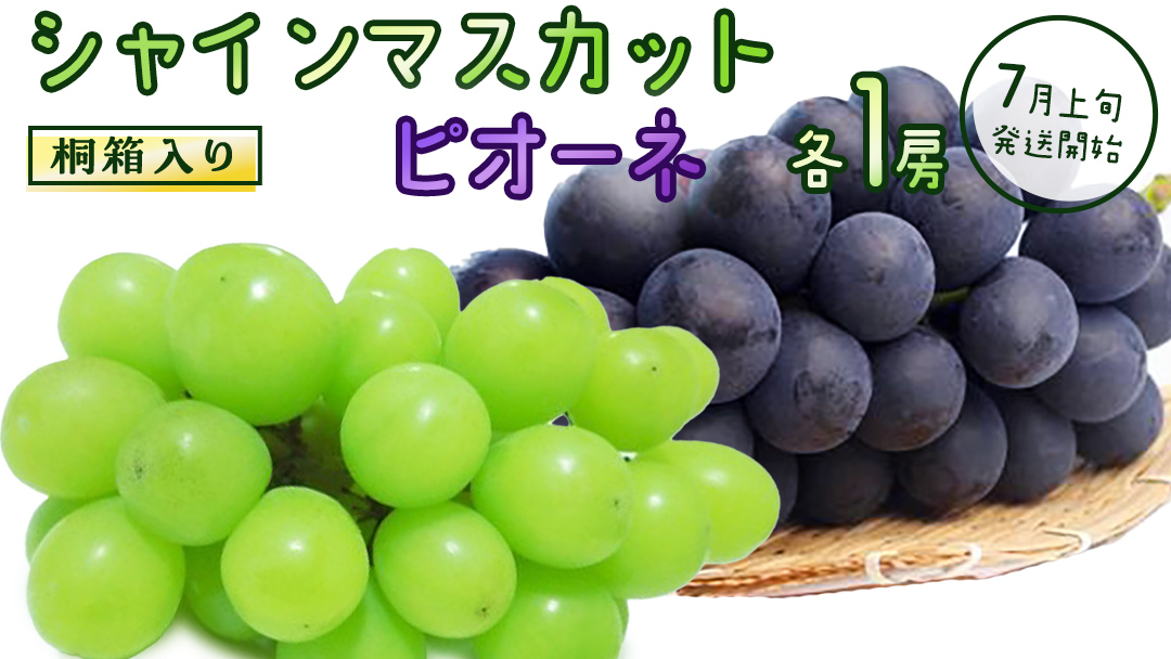【桐箱入り】 シャインマスカット & ピオーネ (各１房)【2026年7月上旬発送開始】(茨城県共通返礼品：大子町) ぶどう 葡萄 マスカット フルーツ 果物 贈答用 ギフト 贈り物