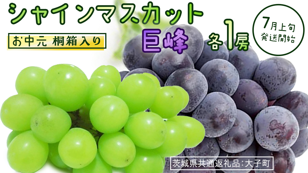 【 お中元 桐箱入り 】 シャインマスカット & 巨峰 (各１房) 【2026年7月上旬発送開始】(茨城県共通返礼品：大子町) ぶどう 葡萄 マスカット フルーツ 果物 贈答用 ギフト 贈り物