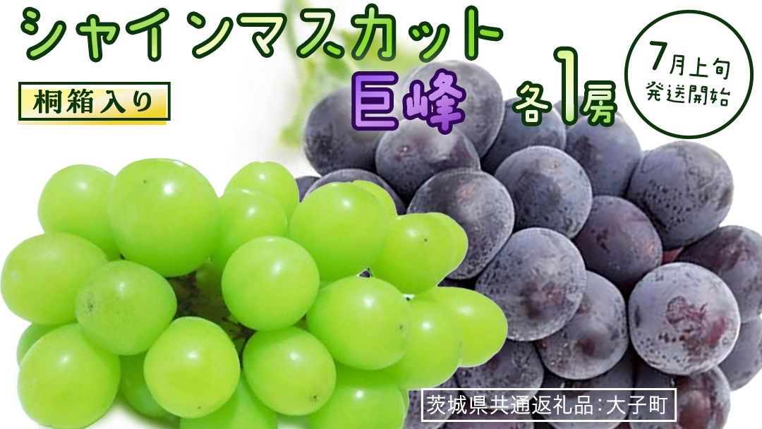 【桐箱入り】 シャインマスカット & 巨峰 (各１房)【2026年7月上旬発送開始】(茨城県共通返礼品：大子町) ぶどう 葡萄 マスカット フルーツ 果物 贈答用 ギフト 贈り物