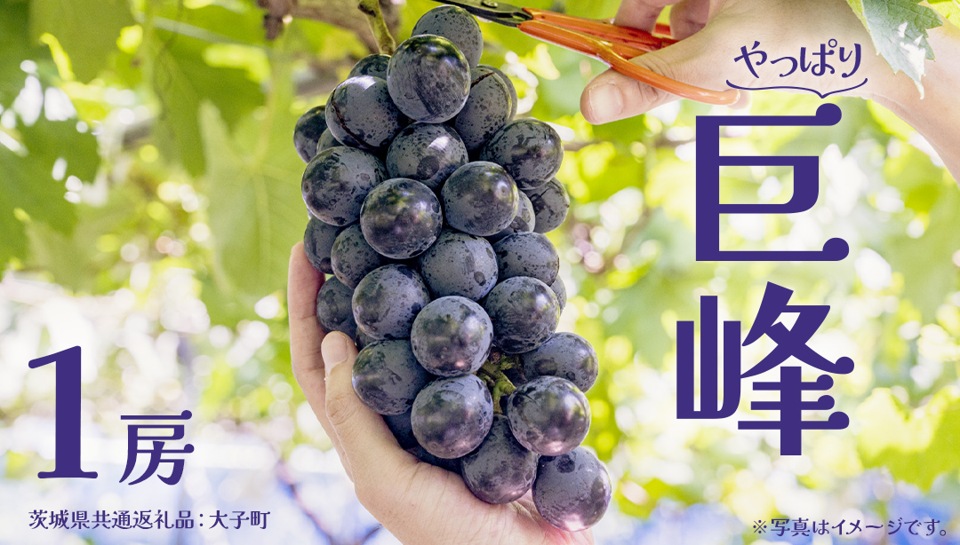 巨峰 １房【2026年7月上旬発送開始】 (茨城県共通返礼品：大子町) ぶどう 葡萄 ブドウ フルーツ 果物 スイーツ