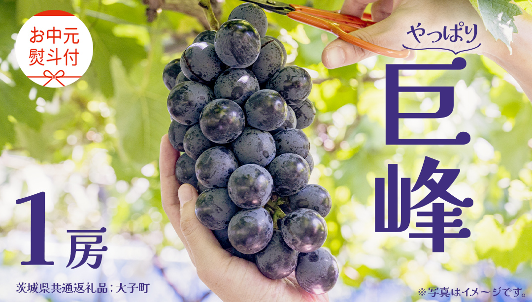 【 お中元 熨斗付き】 巨峰 １房 【2026年8月上旬発送開始】(茨城県共通返礼品：大子町) ぶどう 葡萄 ブドウ フルーツ 果物 スイーツ ギフト 贈答用 贈り物 プレゼント