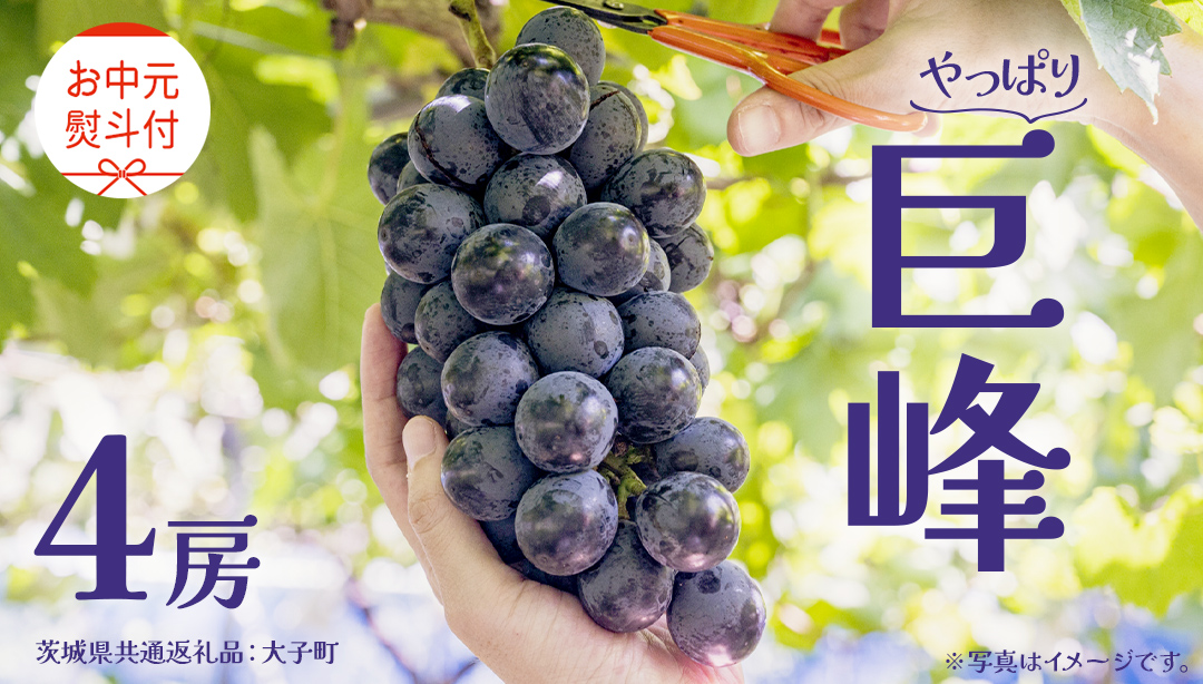 【 お中元 熨斗付き】 巨峰 ４房 【2026年8月上旬発送開始】(茨城県共通返礼品：大子町) ぶどう 葡萄 ブドウ フルーツ 果物 スイーツ ギフト 贈答用 贈り物 プレゼント