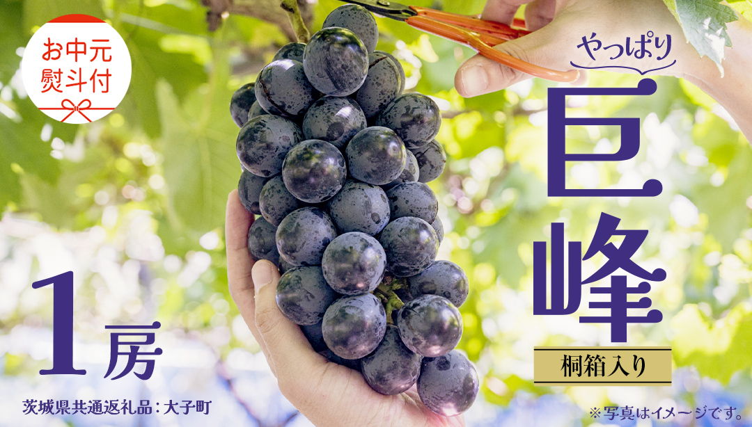 【 お中元 桐箱入り】 巨峰 １房 【2026年8月上旬発送開始】(茨城県共通返礼品：大子町) ぶどう 葡萄 ブドウ フルーツ 果物 スイーツ ギフト 贈答用 贈り物 プレゼント