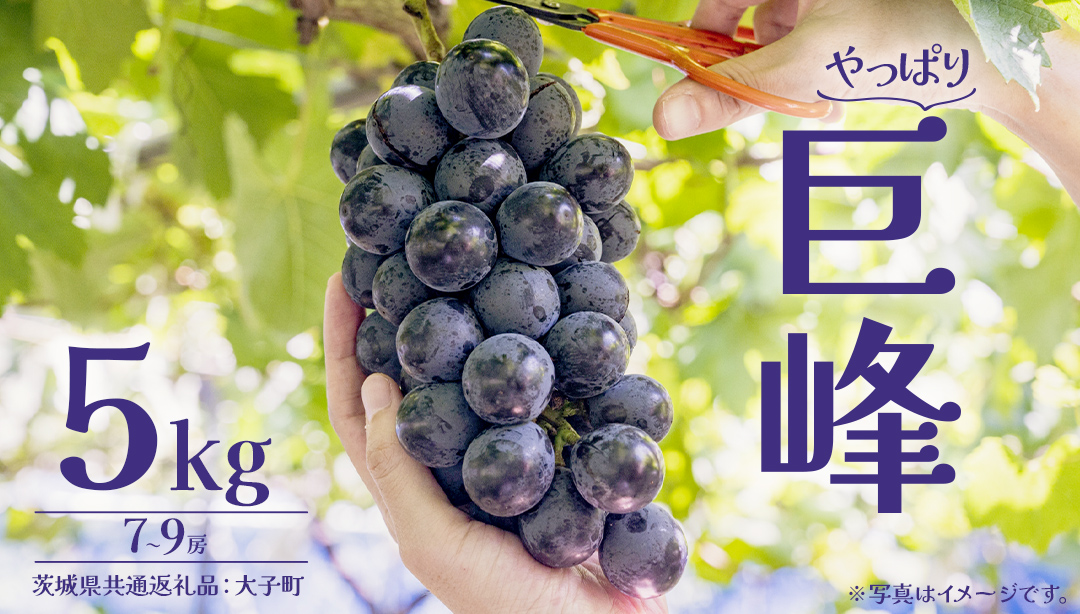 巨峰 5kg (7～9房) 【2026年7月上旬発送開始】(茨城県共通返礼品：大子町) ぶどう 葡萄 ブドウ フルーツ 果物 スイーツ