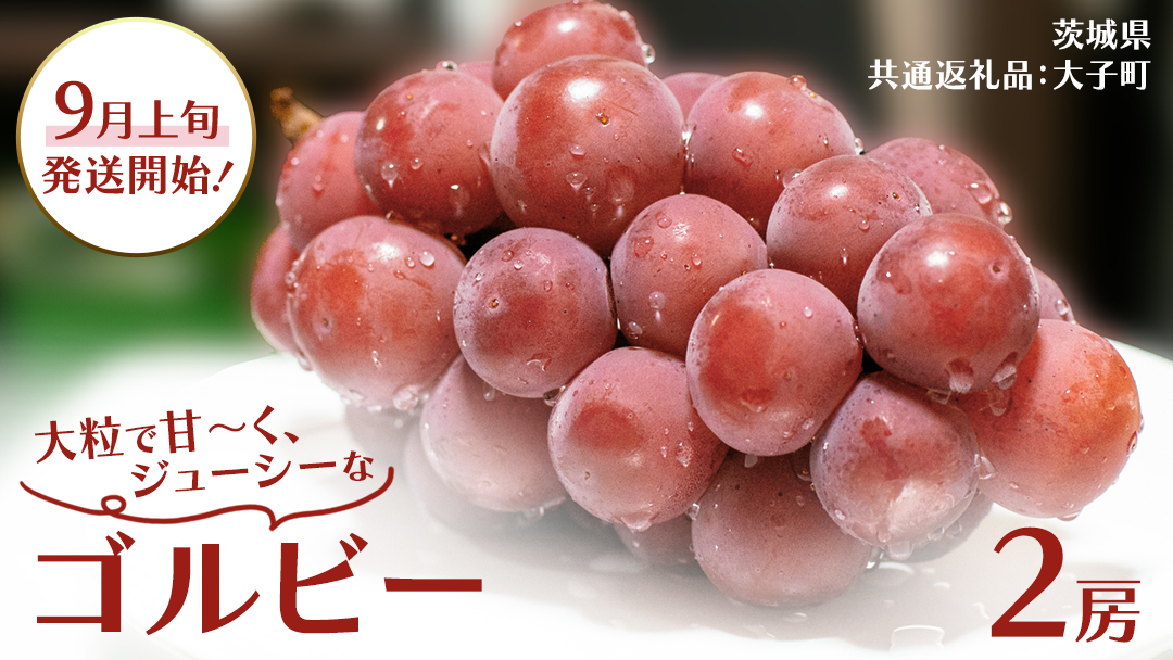 ゴルビー ２房【2026年9月上旬発送開始】(茨城県共通返礼品：大子町) ぶどう ブドウ 葡萄 果物 フルーツ 果実
