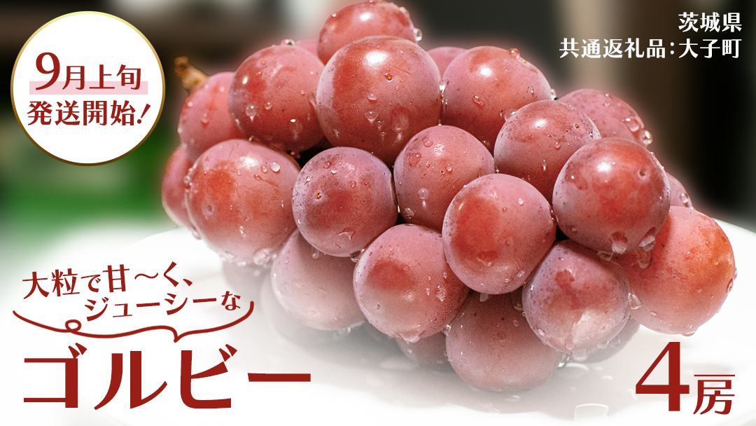 ゴルビー ４房【2026年9月上旬発送開始】(茨城県共通返礼品：大子町) ぶどう ブドウ 葡萄 果物 フルーツ 果実