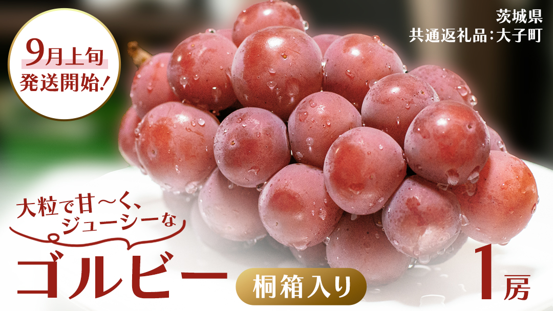 【桐箱入り】 ゴルビー １房【2026年9月上旬発送開始】(茨城県共通返礼品：大子町) ぶどう ブドウ 葡萄 果物 フルーツ 果実 贈答用 ギフト 贈り物 プレゼント