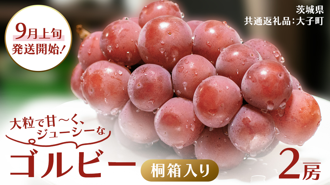 【桐箱入り】 ゴルビー ２房 【2026年9月上旬発送開始】(茨城県共通返礼品：大子町) ぶどう ブドウ 葡萄 果物 フルーツ 果実 贈答用 ギフト 贈り物 プレゼント