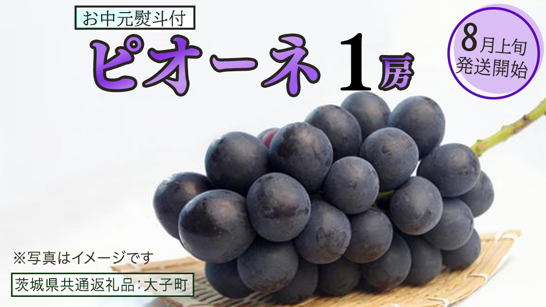 【 お中元 熨斗付き 】 ピオーネ １房 【2026年8月上旬発送開始】(茨城県共通返礼品：大子町) ブドウ ぶどう 葡萄 ピオーネ 果物 フルーツ 果実