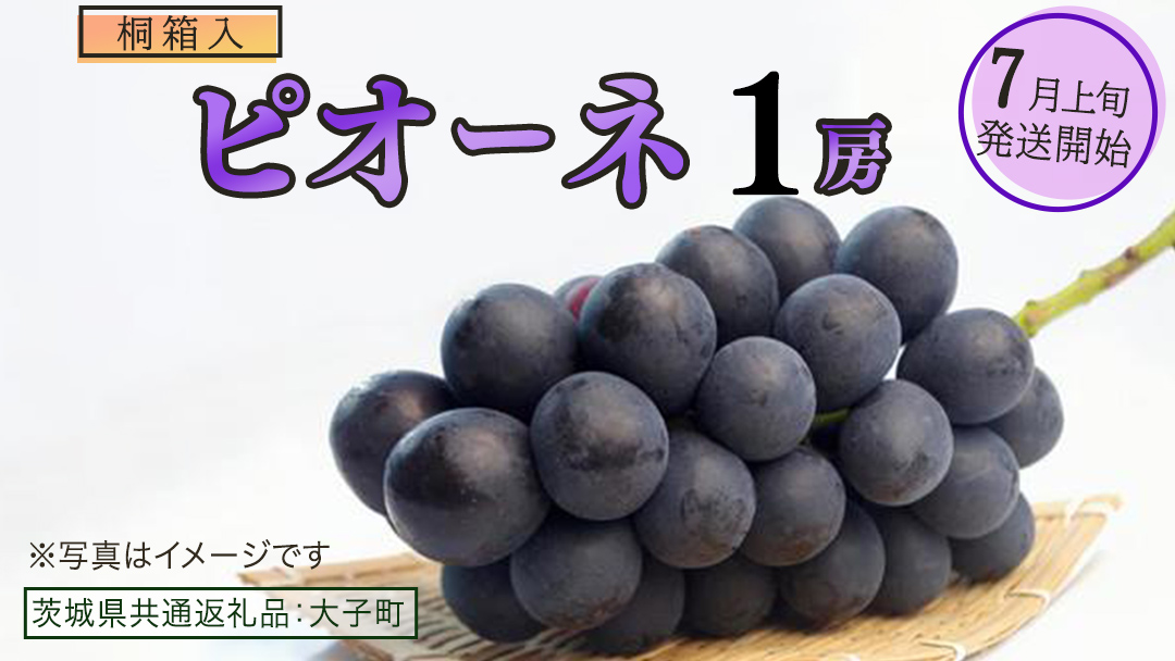 【桐箱入り】 ピオーネ １房【2026年7月上旬発送開始】(茨城県共通返礼品：大子町) ブドウ ぶどう 葡萄 ピオーネ 果物 フルーツ 果実 贈答用 贈り物 ギフト プレゼント