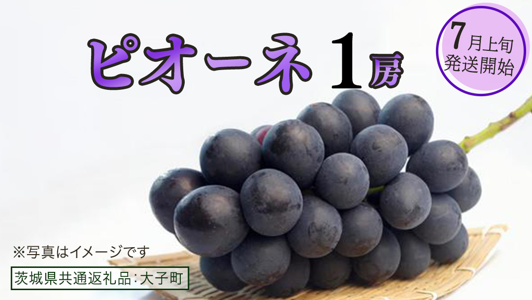 ピオーネ １房【2026年7月上旬発送開始】(茨城県共通返礼品：大子町) ブドウ ぶどう 葡萄 ピオーネ 果物 フルーツ 果実