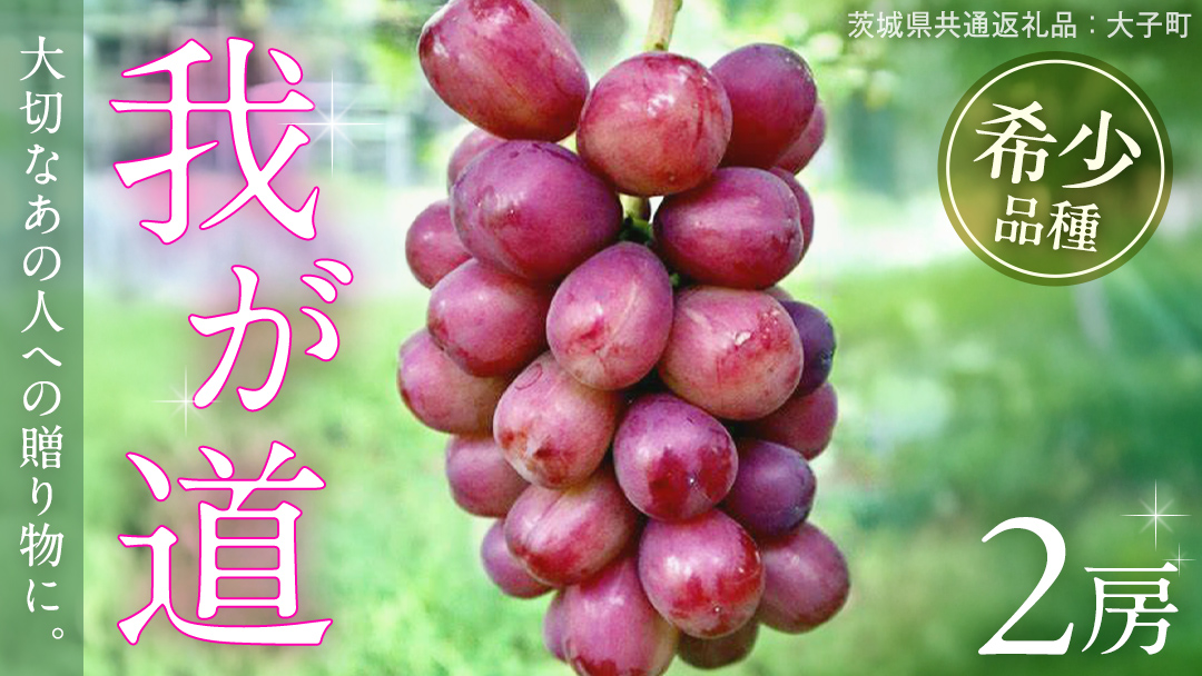 我が道 ２房【2026年9月上旬発送開始】(茨城県共通返礼品：大子町) シャインマスカット ウインク 葡萄 ブドウ ぶどう 果物 フルーツ 希少 新品種