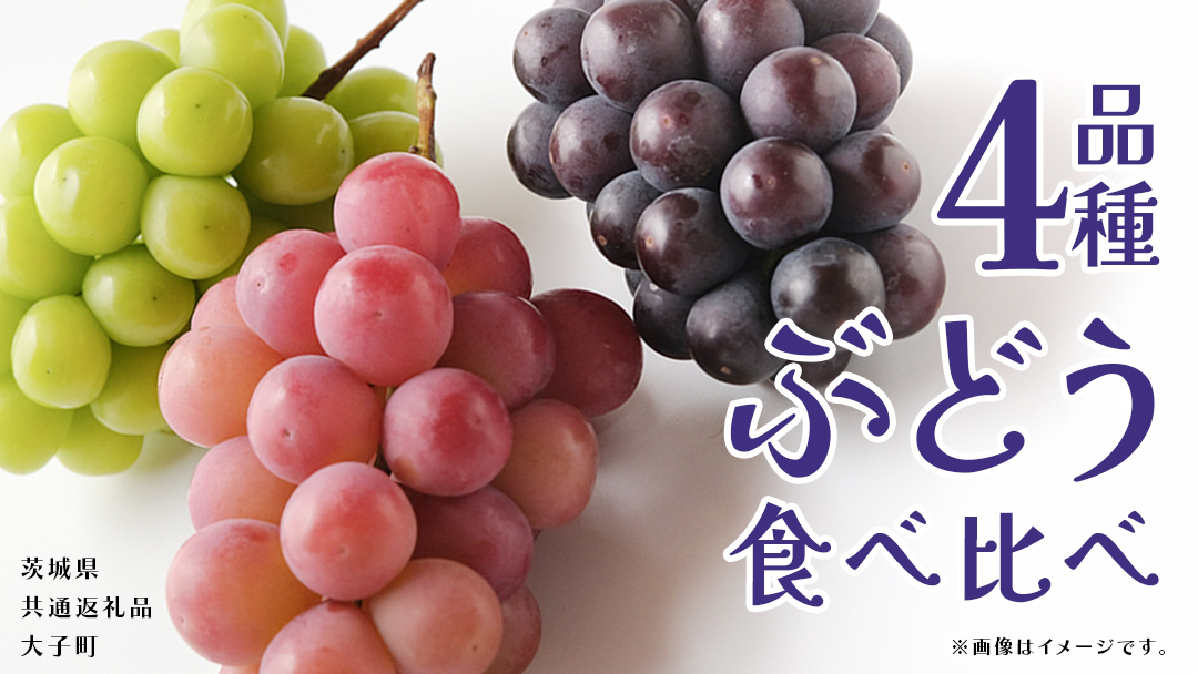 ぶどう ４品種 食べ比べ 【2026年8月上旬発送開始】(茨城県共通返礼品：大子町) ブドウ 葡萄 シャインマスカット 巨峰 ピオーネ ゴルビー 我が道 果物 フルーツ 果実