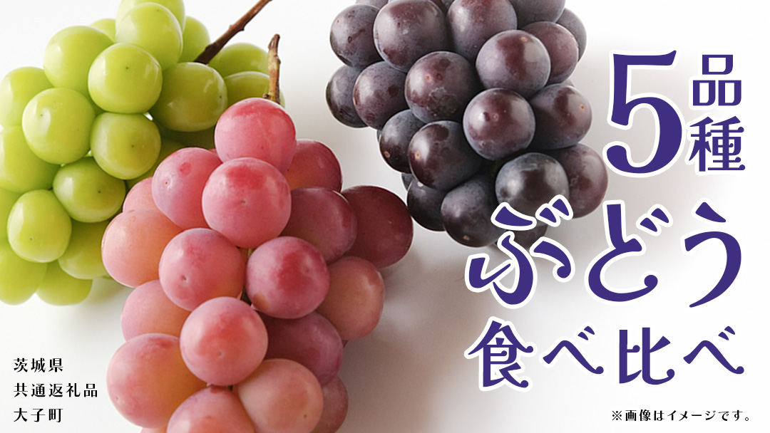 ぶどう ５品種 食べ比べ 【2026年8月上旬発送開始】(茨城県共通返礼品：大子町) ブドウ 葡萄 シャインマスカット 巨峰 ピオーネ ゴルビー 我が道 果物 フルーツ 果実