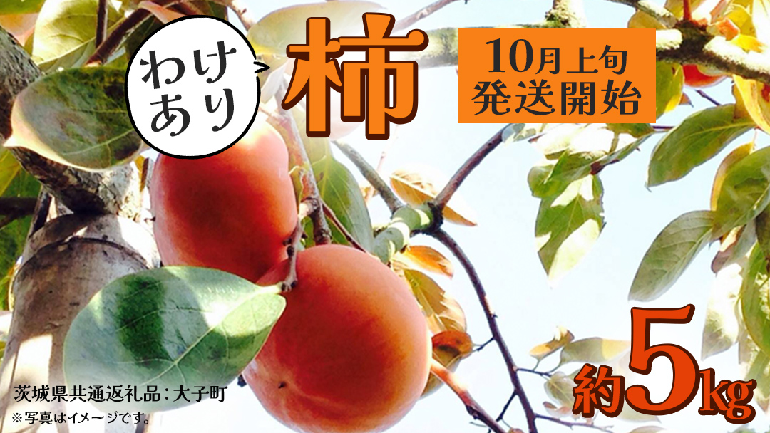 【 訳あり 】 柿 約5kg【2025年10月上旬発送開始】(茨城県共通返礼品：大子町) 柿 かき カキ 果物 フルーツ 旬 季節限定 期間限定