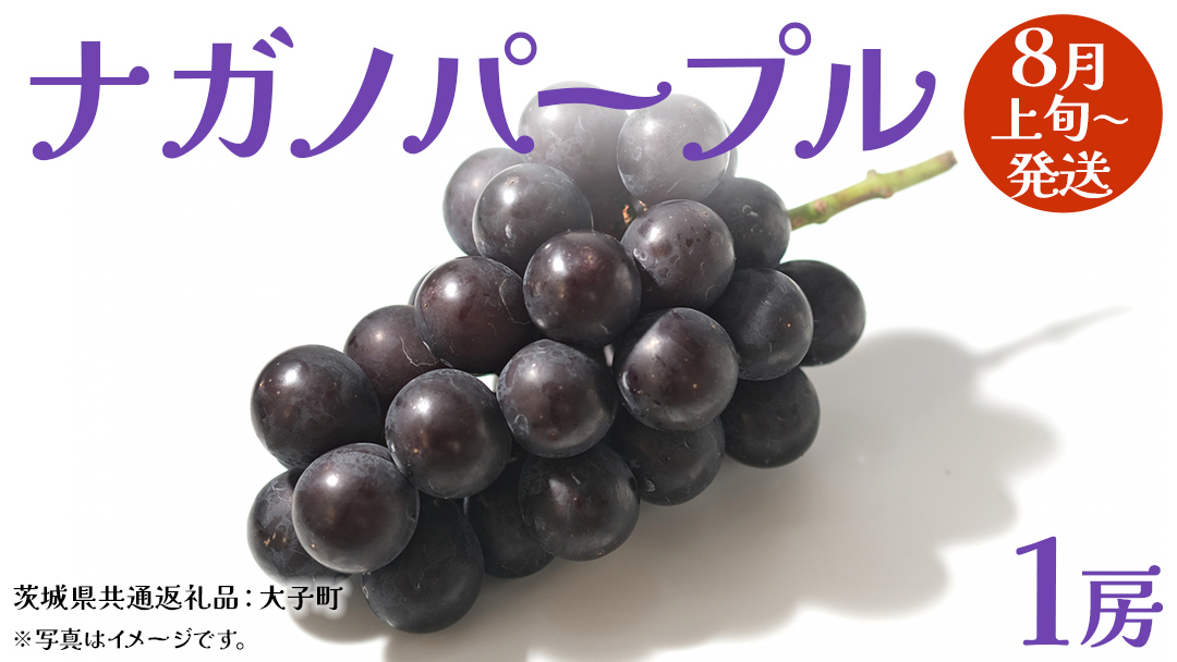 ナガノパープル 1房 【2026年8月上旬発送開始】(茨城県共通返礼品：大子町) ぶどう 葡萄 ブドウ 果物 フルーツ 果実