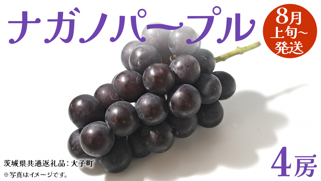 ナガノパープル 4房 【2026年8月上旬発送開始】(茨城県共通返礼品：大子町) ぶどう 葡萄 ブドウ 果物 フルーツ 果実