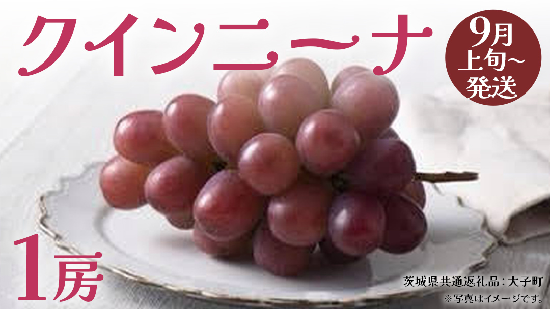 クインニーナ１房 【2026年9月上旬発送開始】(茨城県共通返礼品：大子町) ぶどう 葡萄 ブドウ 果物 フルーツ 果実