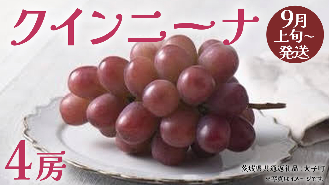クインニーナ４房 【2026年9月上旬発送開始】(茨城県共通返礼品：大子町) ぶどう 葡萄 ブドウ 果物 フルーツ 果実