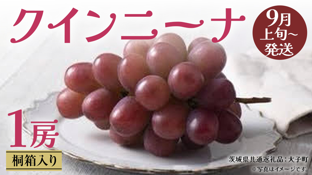 【 桐箱入り 】 クインニーナ１房 【2026年9月上旬発送開始】(茨城県共通返礼品：大子町) ぶどう 葡萄 マスカット フルーツ 果物 贈答用 ギフト 贈り物